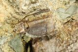 Sandstone with Hadrosaur Teeth, Tendons & Bones - Wyoming #283699-5